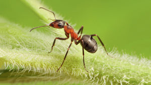 Le miracle de la fourmi