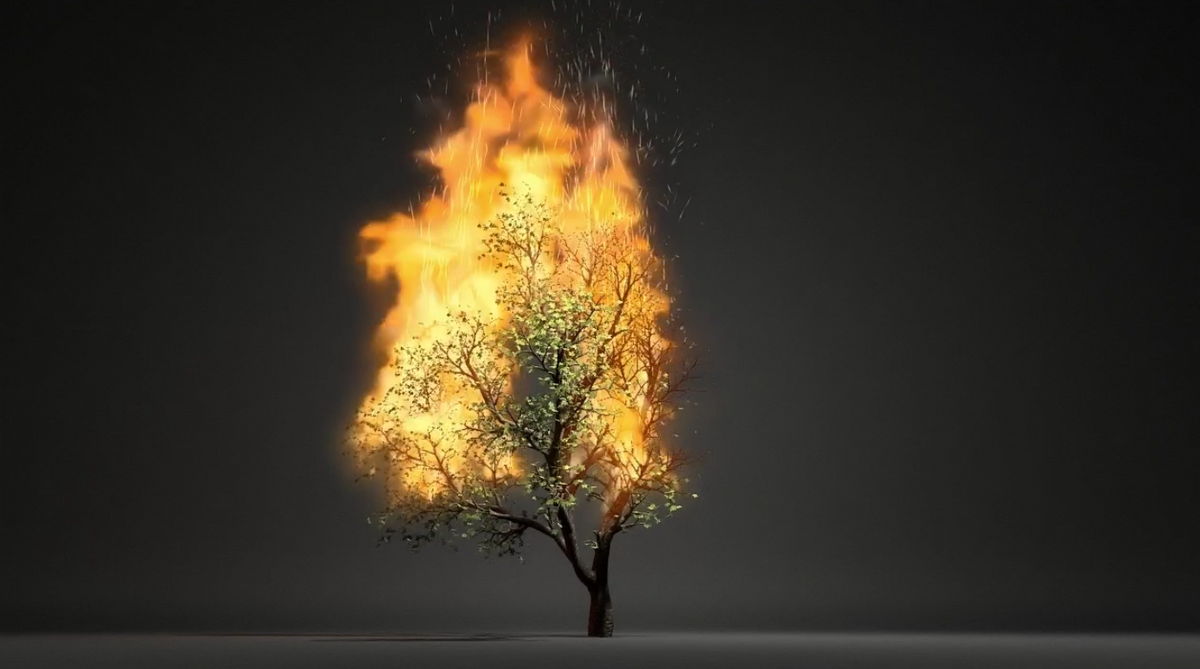 Les miracles végétaux: l'arbre et le feu