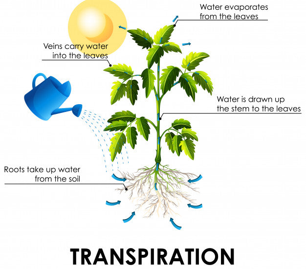 Les miracles végétaux: L' absorption hydrique chez les plantes